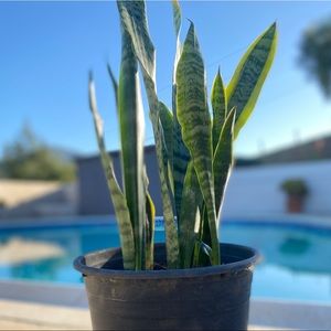 Live Snake Plant, Mother-In-Law’s Tongue!